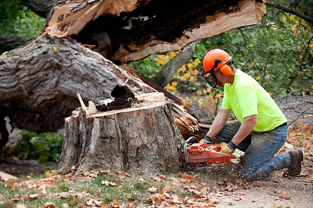  Kirtland Af, NM Tree Service Pros